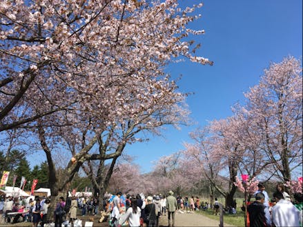 北海道屈指の桜名所「二十間道路桜並木」で行われる桜まつりの様子