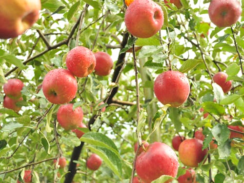 田原地区のりんご園