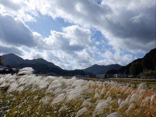 都祁地域のススキ