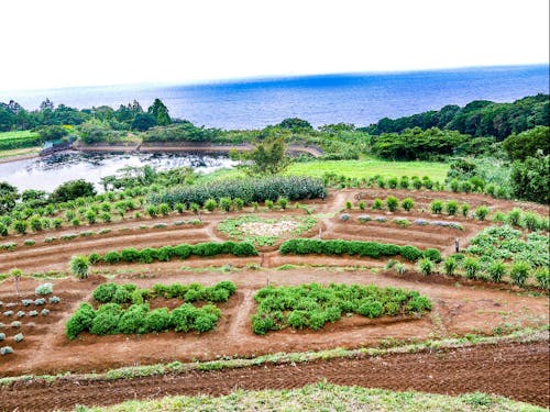 ハーブ入浴剤作りのハーブ園「棚田の花段」