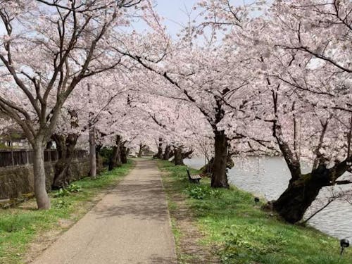 お城とさくらとりんごのまち、弘前。せっかくなので空き時間には観光も楽しんで!