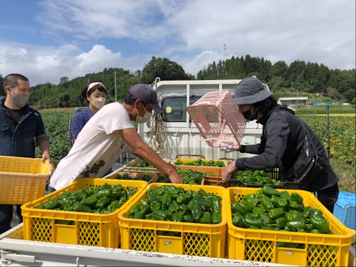 野菜収穫体験(昨年の様子)