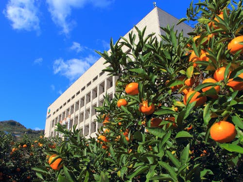 市役所から見えるみかんの木