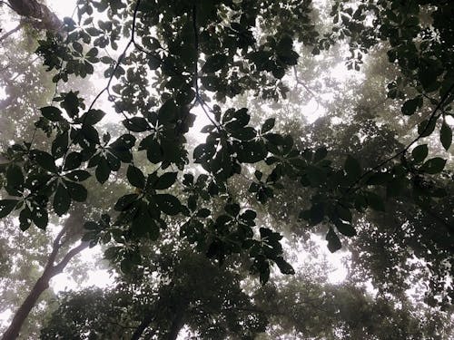 雨の日の森