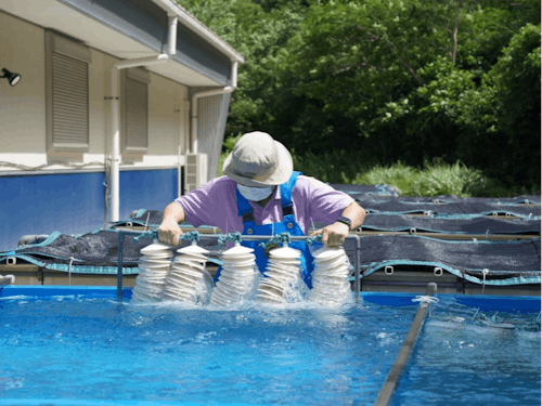枠入れ作業の様子