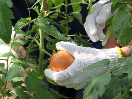 昨年の様子(トマトの収穫体験)