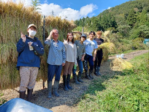 自然栽培の稲刈り・ハサ掛け作業