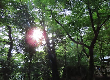 菅山寺の森にそそぐ朝日