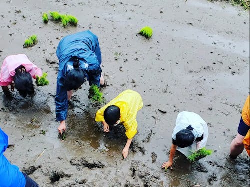 小学生と棚田で田植え体験