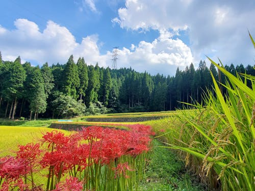 江戸時代からそのまま残る石垣の棚田のお米は絶品!