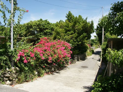 のんびりとした空気の流れる集落