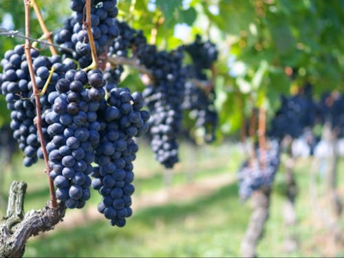 一緒にブドウを作りましょう!