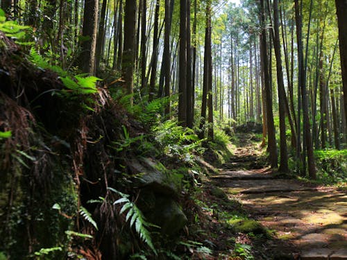 世界遺産登録20周年を控える熊野古道