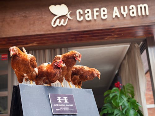 ニワトリがいることでも有名♪