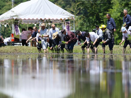 大しめ縄に使用する藁を作るための田植え作業