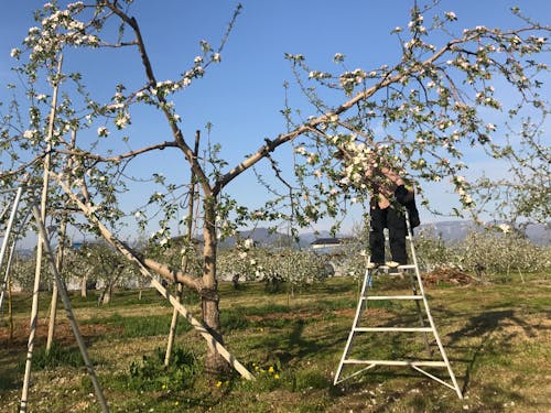 リンゴ農家の後継者不足は深刻