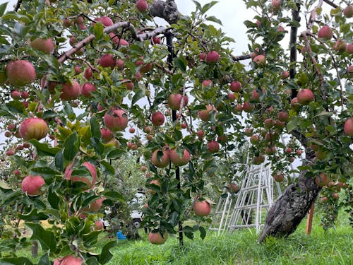 若手のリンゴ農家ががんばっています