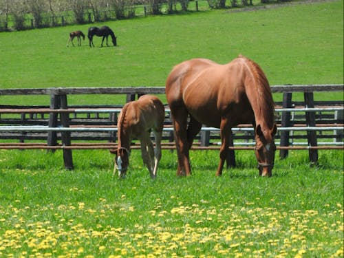 町内のいたるところでサラブレッドの姿に出会えます