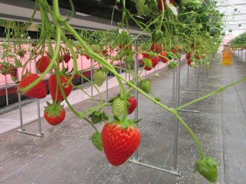イチゴの管理を体験できます。