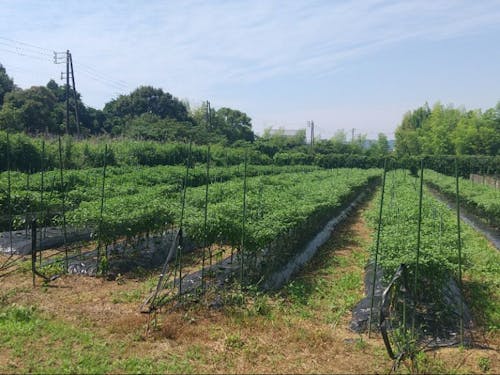 農業をやるなら草刈りを避けてはとおれません。