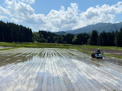 田植えの様子。水田に貼れた空が移りとてもキレイです。