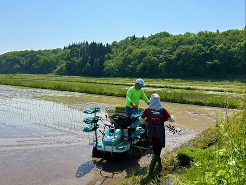 田植え機に稲を補充する様子