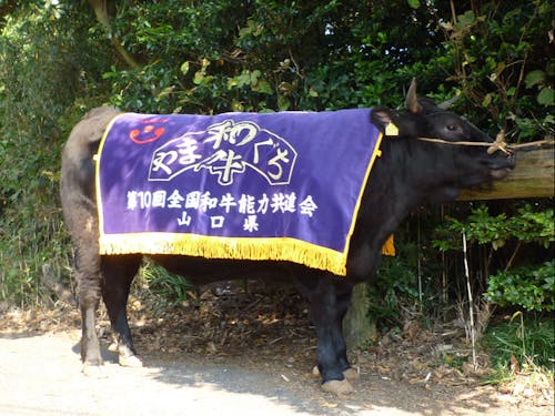 希少価値の高い、黒毛和牛「長門和牛」