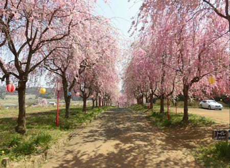 年間約2万人が見に訪れる右輪台山のしだれ桜