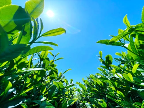 県内2位のお茶どころです。ピーマンやイチゴの生産も盛んです