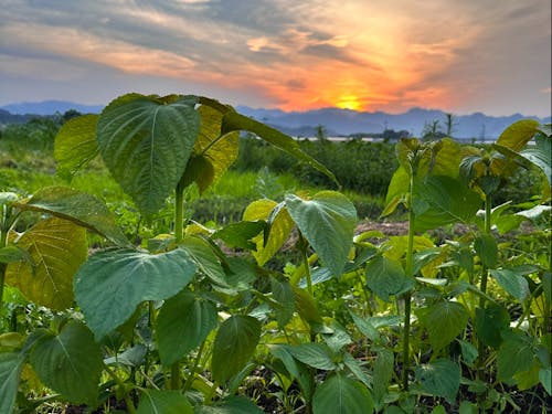 西都市は開けた場所なので、毎日きれいな夕日がみられるのも◎