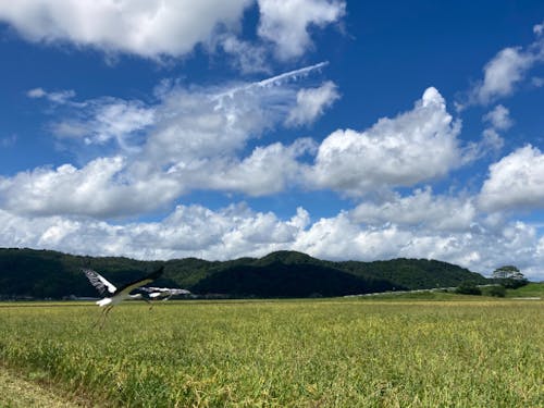 ひぼこの大地を守る会の活動エリアの風景(コウノトリ)