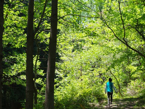 萩田床山いこいの広場「緑のトンネル」