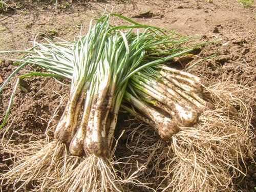 島ならではの農産物がたくさん