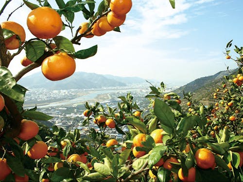 和歌山といえば「みかん」!?全国的にも有名な有田市
