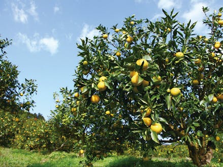全国唯一の飛び地の村・北山村。「じゃばら」という柑橘が名産です！