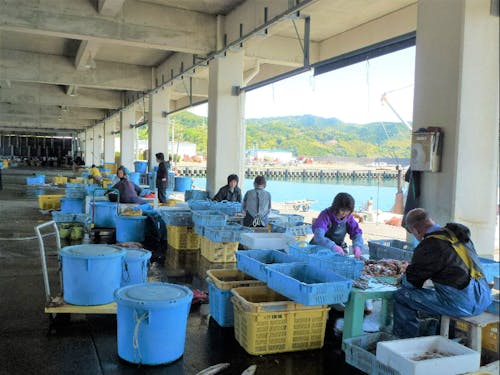 底曳網の魚を荷揚げして選別している様子。