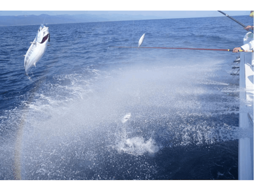 勇壮な「かつおの一本釣り」