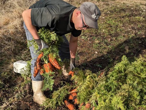 農家での人参収穫業務の様子