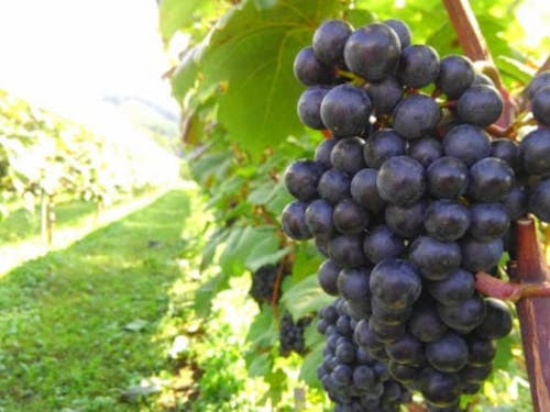 大迫地域で作られているワイン用ぶどう
