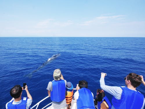 ホエールウォッチング