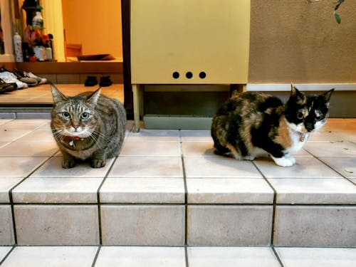 長﨑家の猫たち