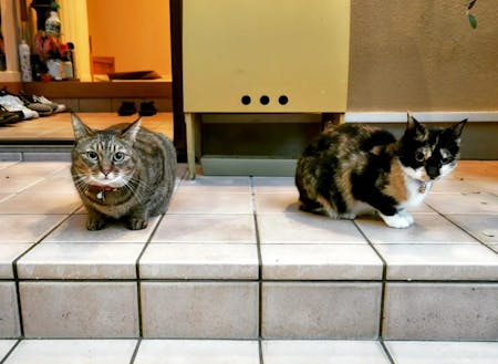 長﨑家の猫たち
