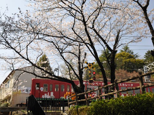 桜とガチャコン。