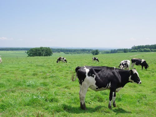 広大なナイタイ高原牧場は牛の楽園