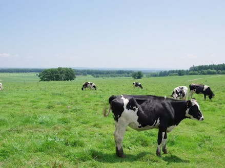 広大なナイタイ高原牧場は牛の楽園