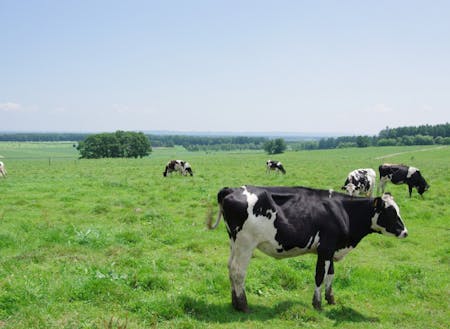 広大なナイタイ高原牧場は牛の楽園