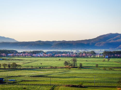 広大な放牧地の向こうを横切る、直線約7キロの二十間道路桜並木