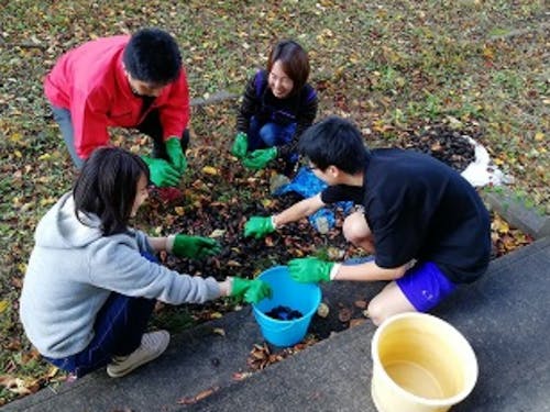 収穫したくるみの皮をむいています