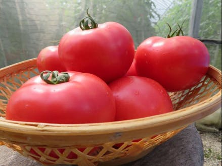 新見市はトマトの産地でもあります。赤くて栄養満点。