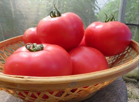 新見市はトマトの産地でもあります。赤くて栄養満点。